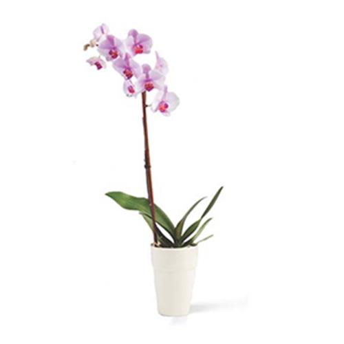 Orchid in Ceramic